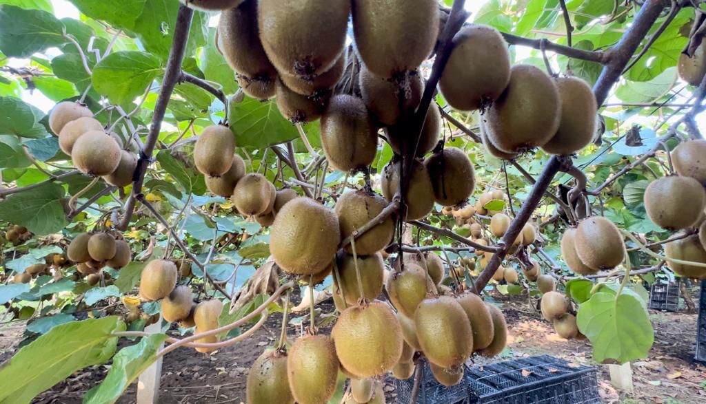 ORDU VALİSİ TUNCAY SONEL KİVİ TOPLADI