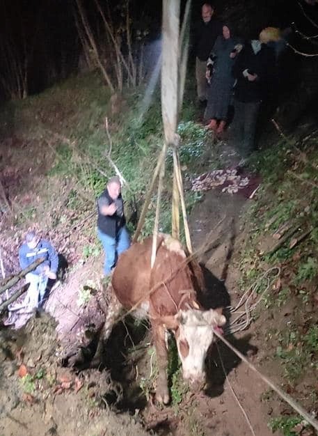 GÖLKÖY'DE DERE YATAĞINA DÜŞEN İNEK KURTARILDI