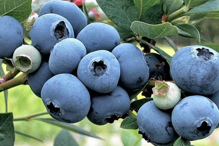 Mavi Yemişin Yeni Vatanı Ordu Mavi Yemişin Yeni Vatanı Ordu