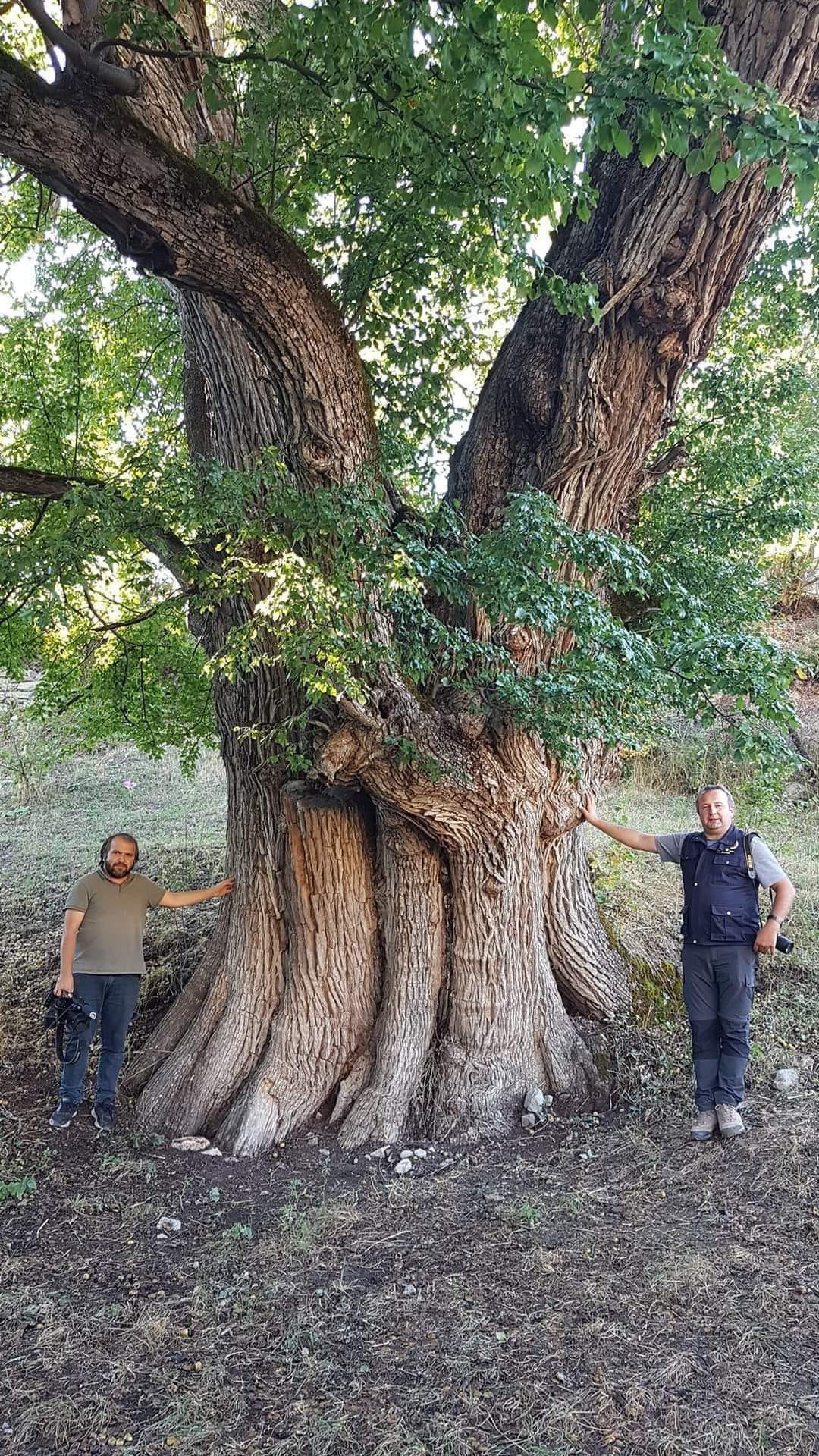 Dünyanın En Yaşlı Armut Ağacı Türkiye'de