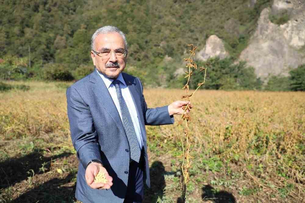 Ordu Büyükşehir Belediyesi Mesudiye'yi Siyez Buğdayı Üssü Yaptı