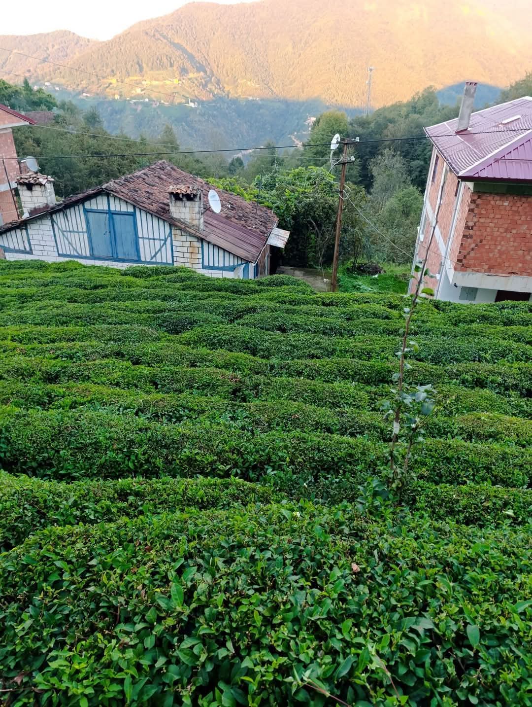 ÇAY TÜRKİYE'YE NEZAMAN GETİRİLDİ? ÇAY TÜRKİYE'YE NEZAMAN GETİRİLDİ?