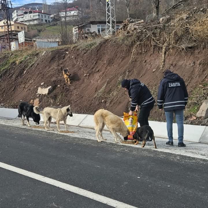MESUDİYE BELEDİYESİ SOĞUK GÜNLERDE HAYVANLARA SAHİP ÇIKIYOR MESUDİYE BELEDİYESİ SOĞUK GÜNLERDE HAYVANLARA SAHİP ÇIKIYOR