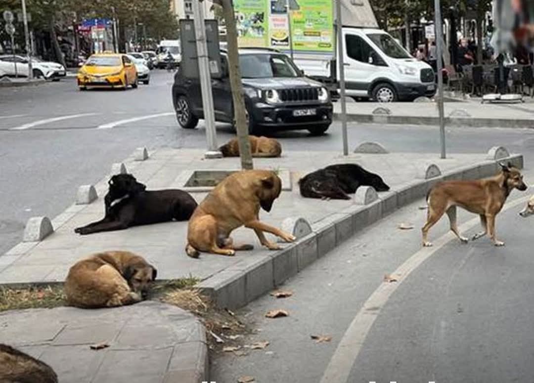 MAHKEME CHP'NİN SOKAK HAYVANLARI BAŞVURUSUNU REDDETTİ MAHKEME CHP'NİN SOKAK HAYVANLARI BAŞVURUSUNU REDDETTİ